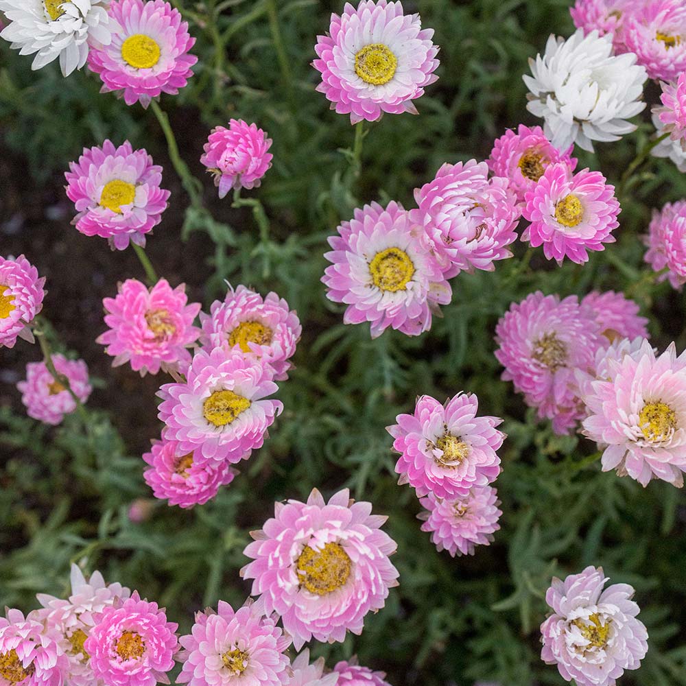 Lucinda's Everlastings - 10g