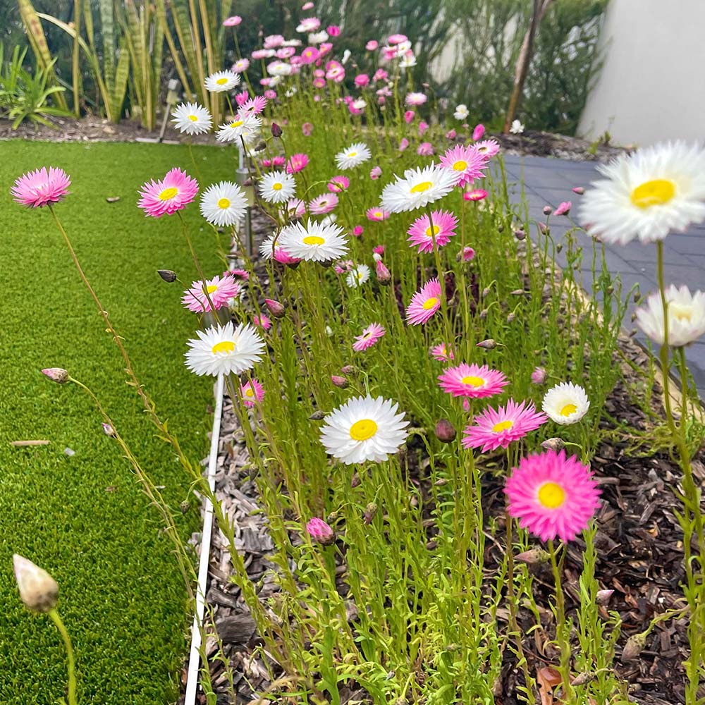 Lucinda's Everlastings - 10g